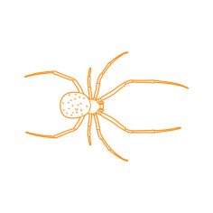 Animals Arachnids Common House Spider Tracing Svg Vector, Free Vectors File
